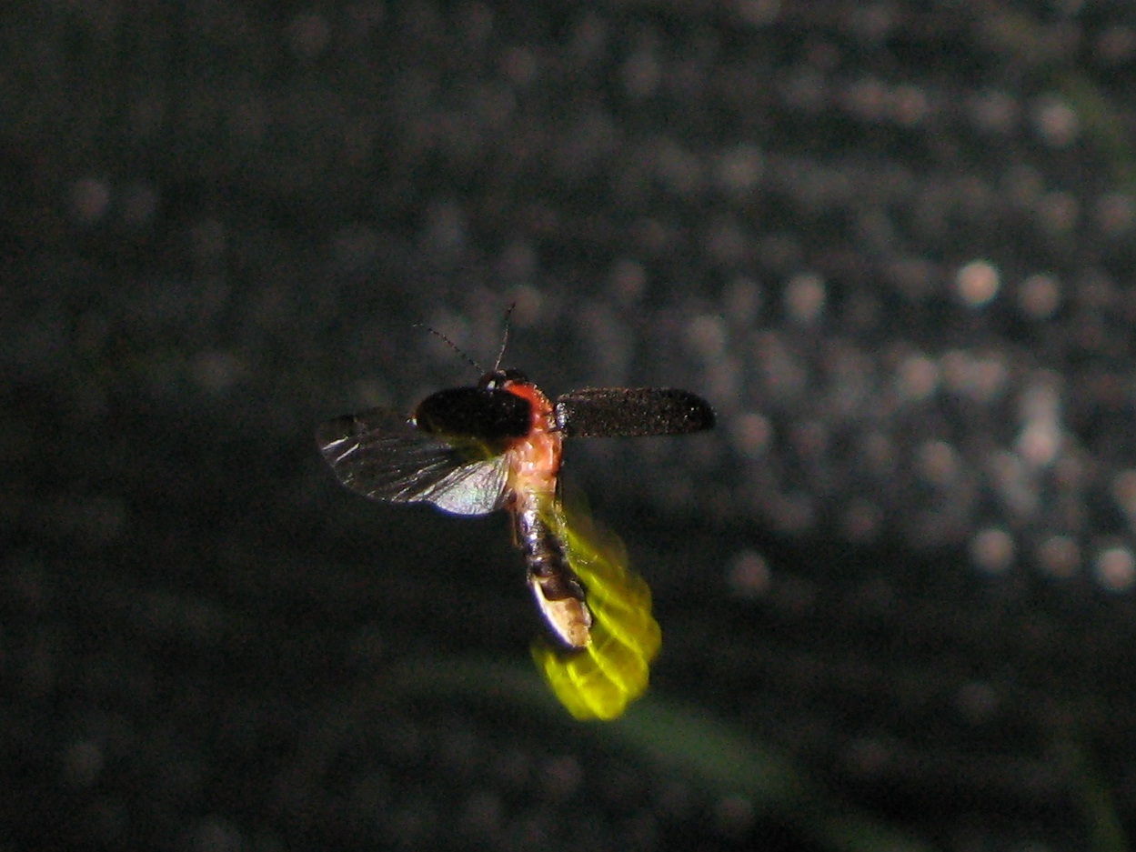 Lampyris sp. Femmina, maschio in volo, predazione chiocciola